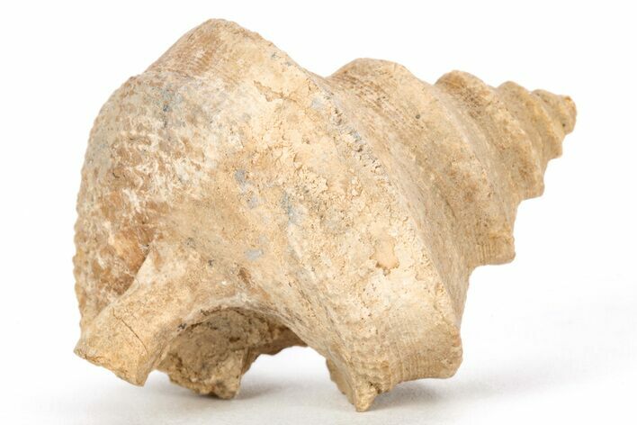Pennsylvanian Gastropod (Worthenia) Fossil - Texas #211920